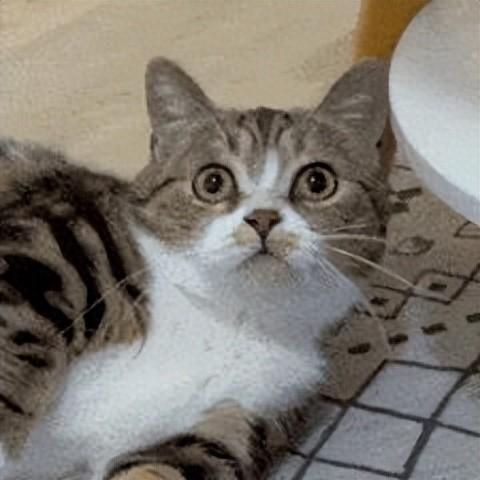 质量超棒的在线翻译网站!