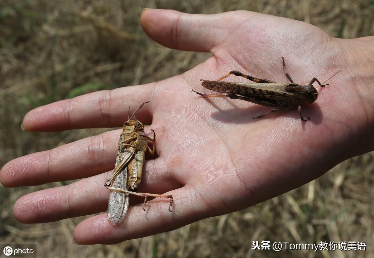 15秒记一个单词(第1649个)plague