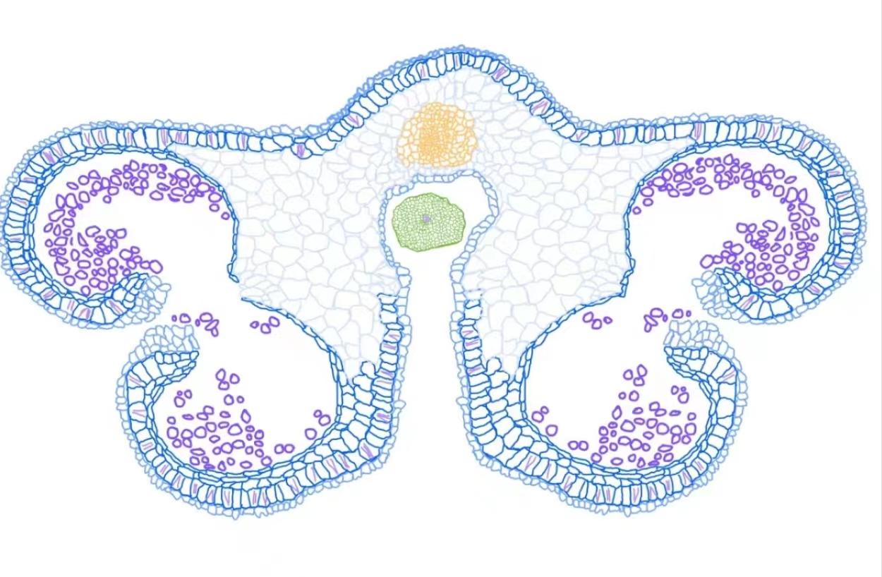 几种常用的绘图软件