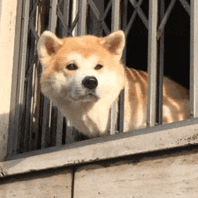 Pad Air 2 和 iPad mini 2被列为过时产品