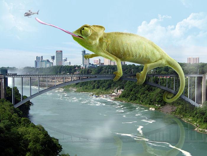 25张“超现实”PS照片：犀牛、大象出现在街道，长颈鹿好像哥斯拉