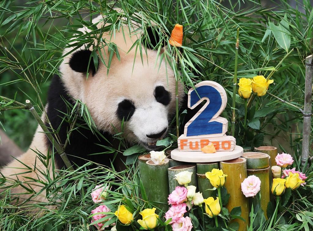 萌萌哒！韩国爱宝乐园为大熊猫“福宝”庆祝2岁生日
