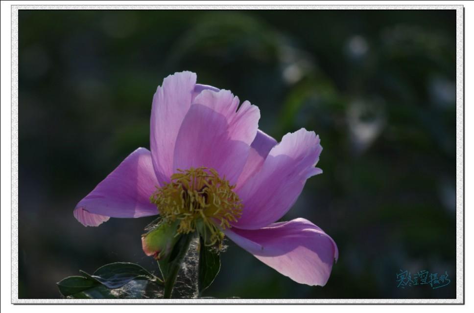 佳能相机50D+100-400mm(f/4.5-5.6)拍摄芍药花