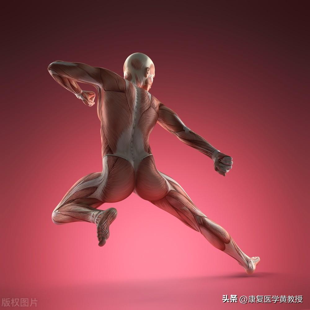 肌肉的柔韧性Flexibility与筋膜的延展性Extensibility有何不同