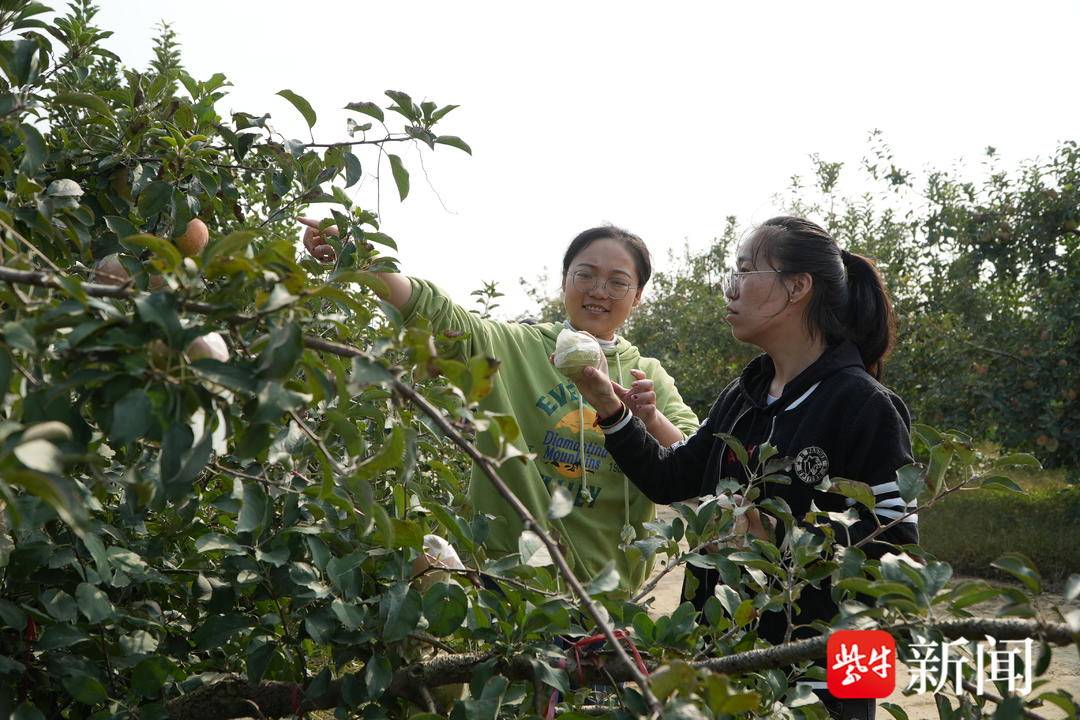 红富士苹果丰收挂满枝头,市场价格在每斤4元左右