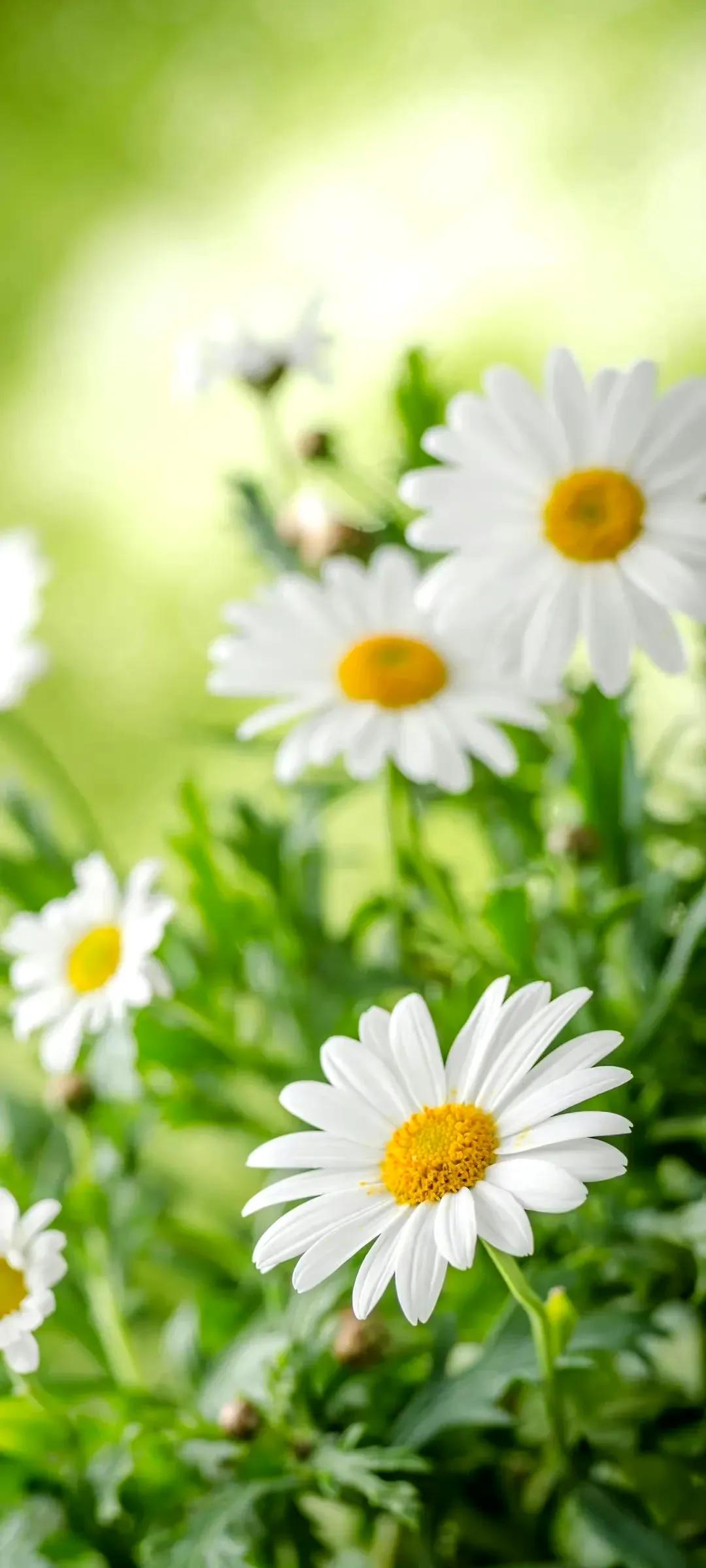 清新唯美简约壁纸