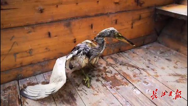 习飞幼鸟频频掉落水中,巡林父子3年频救“落水鸟”