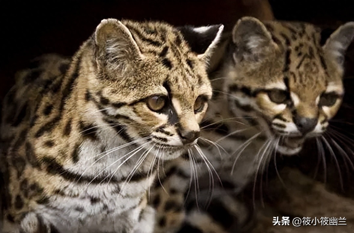 盘点世界十大禁养名猫