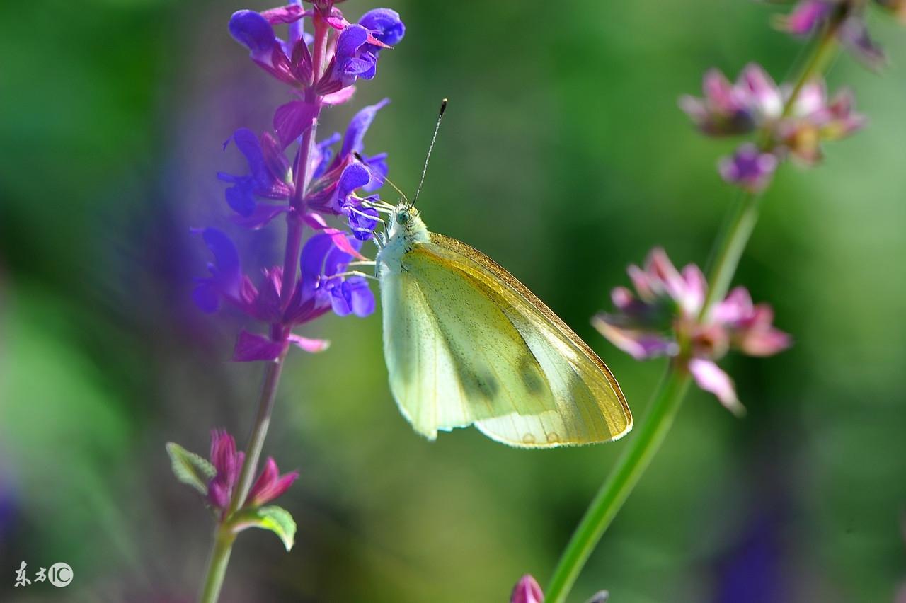 记住：floor千万不要读&#39;flaʊə