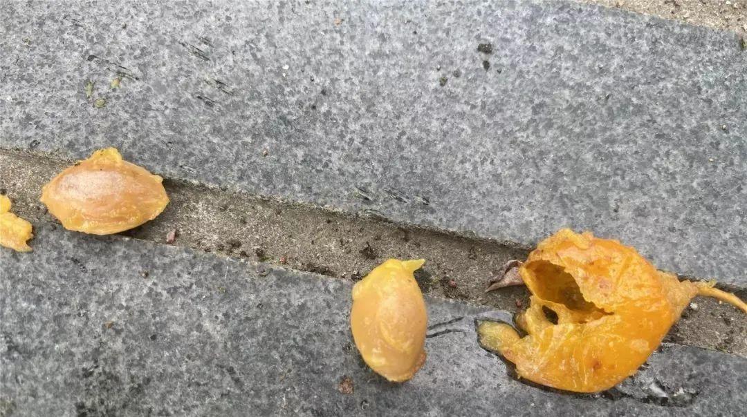 注意!街头出现的这东西千万别乱吃!严重可致命