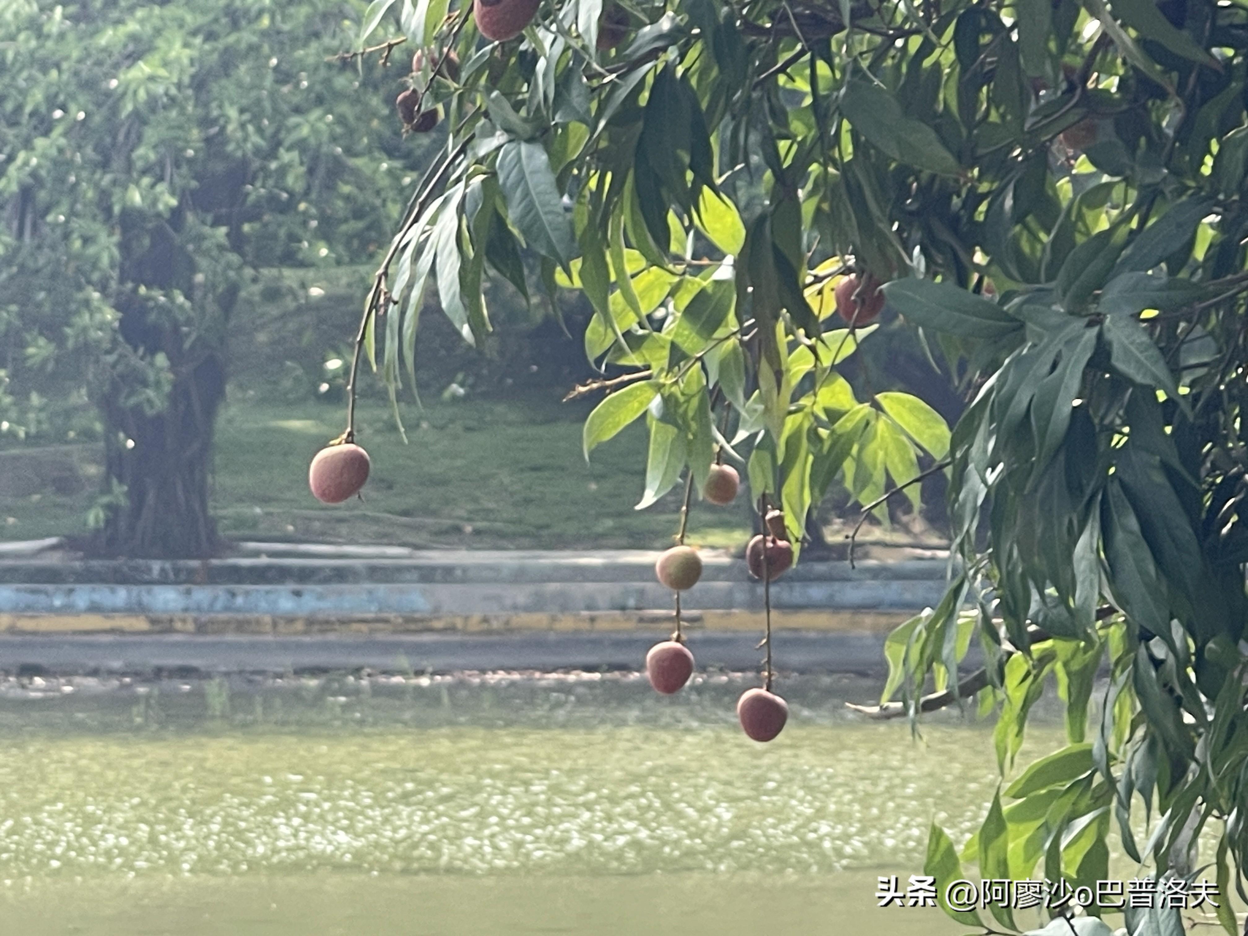 苹果12PM挑战佳能550D，谁的成像更优秀？