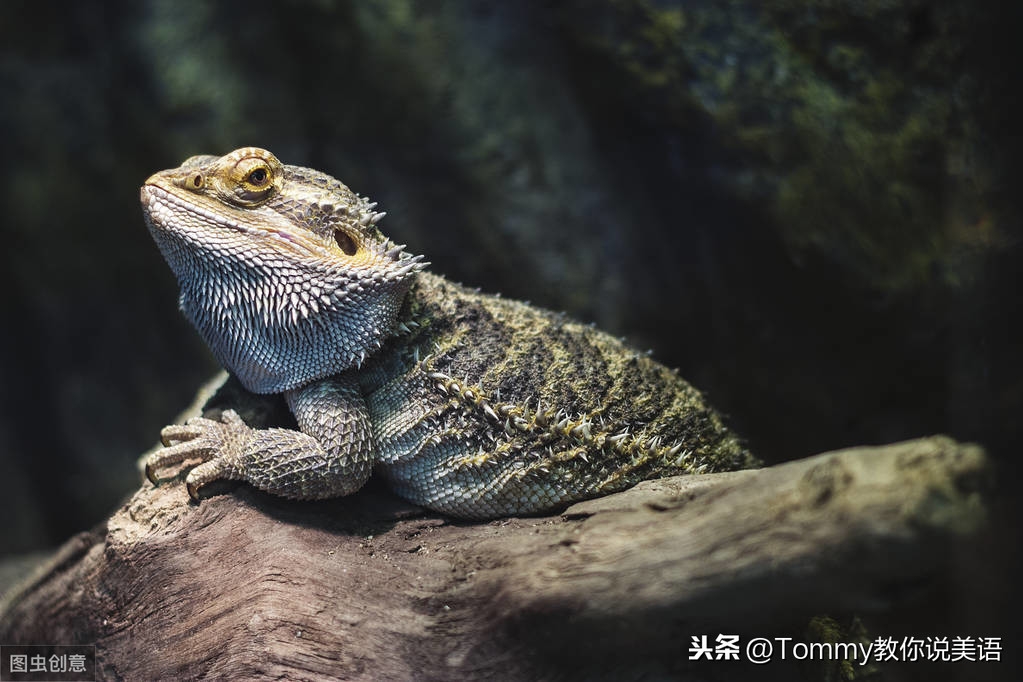 60秒记一个单词（第1717个）action