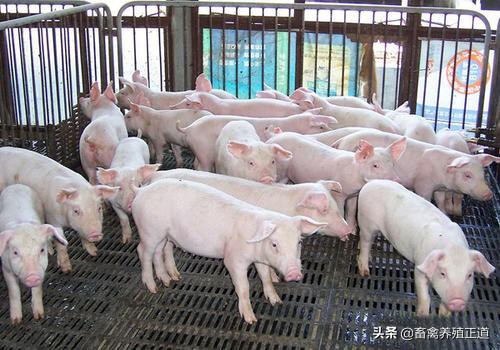 畜产品价格全面下调，暴利在慢慢回归正常