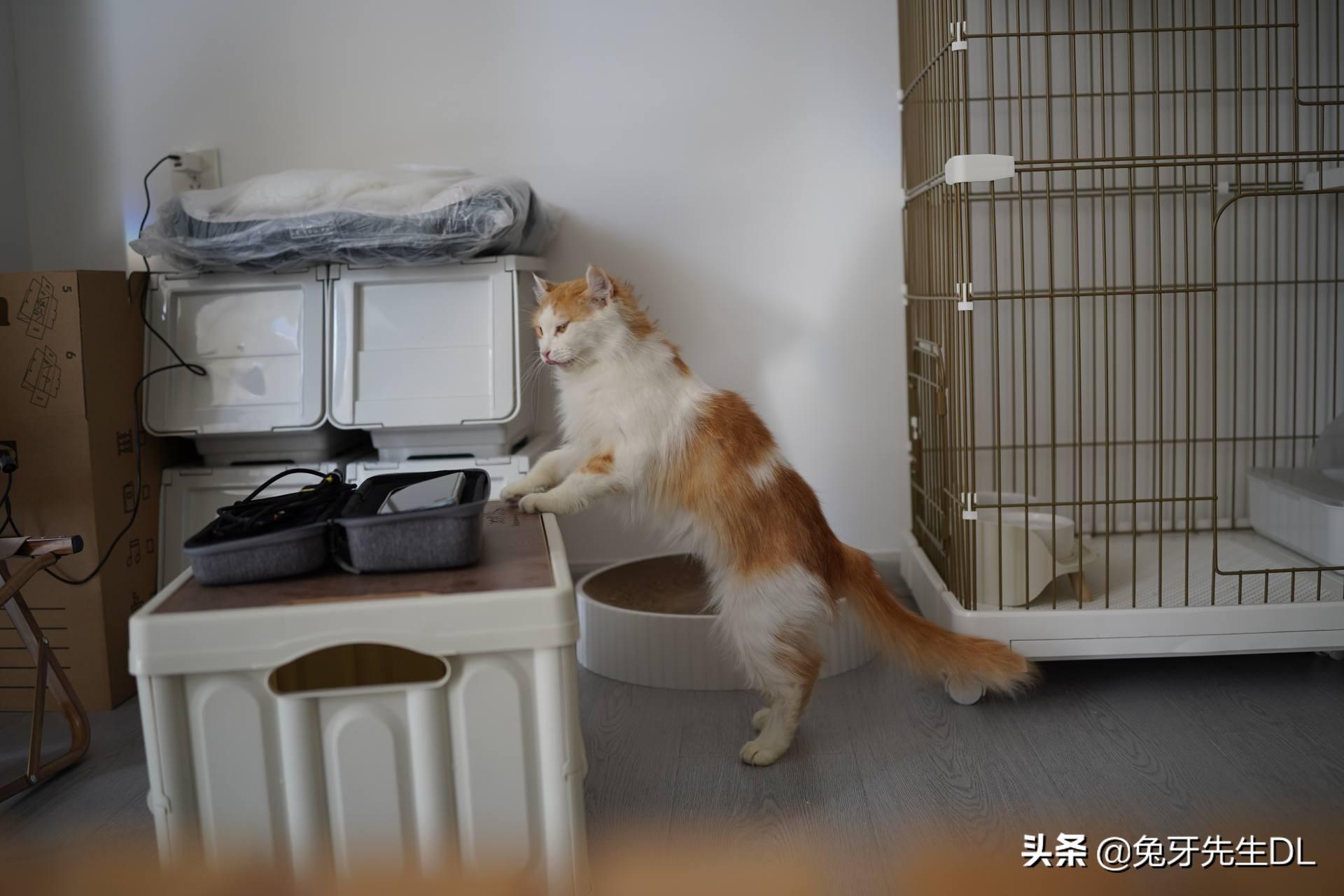 养宠家庭的好助手,能时刻看护还能互动的360智能摄像头7P