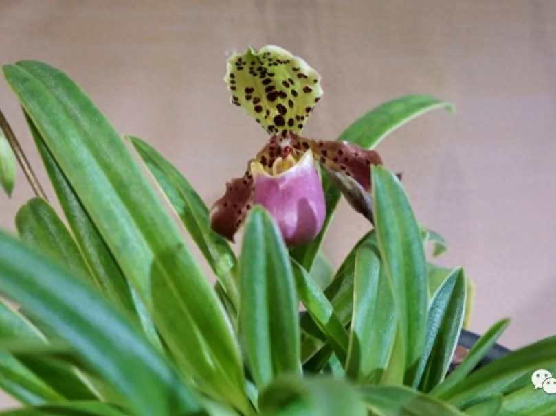 怕麻烦是记忆单词最大障碍,大学英语四级词汇-53拆分记忆