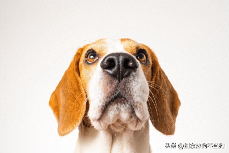 狗踩人背后的心理、四个原因以及如何让狗停止踩人