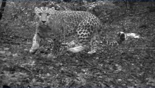 和顺拍到华北豹完美捕猎影像 保护人员称“很难得!”