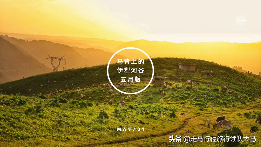 马背上的伊犁河谷5月版 | 真正的野花天堂，完美的追花时间