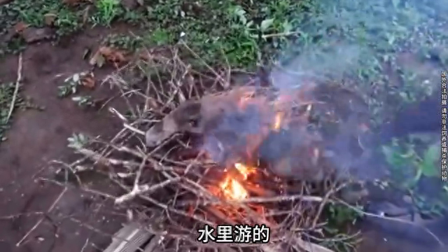 猴哥遇上哈扎比人，真是倒了八辈子的霉了 #原始生活