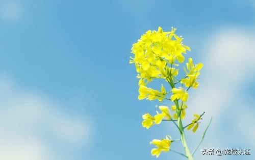 TL9000与ISO9001区别