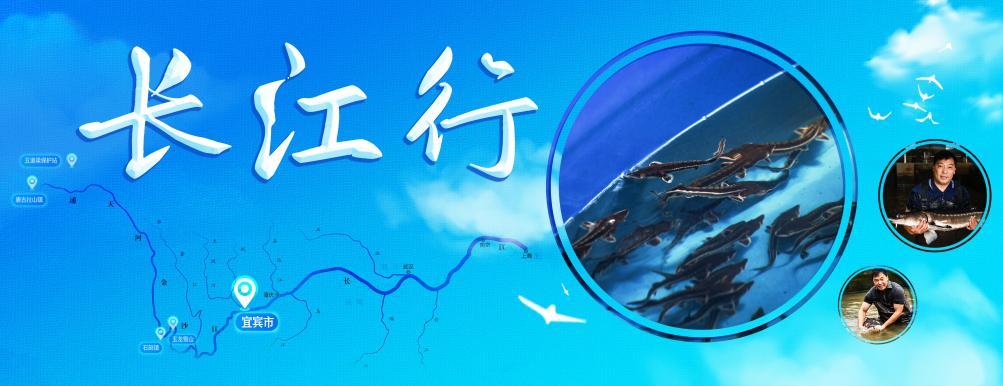 新时代中国调研行·长江篇丨“水中大熊猫”的“奶爸”