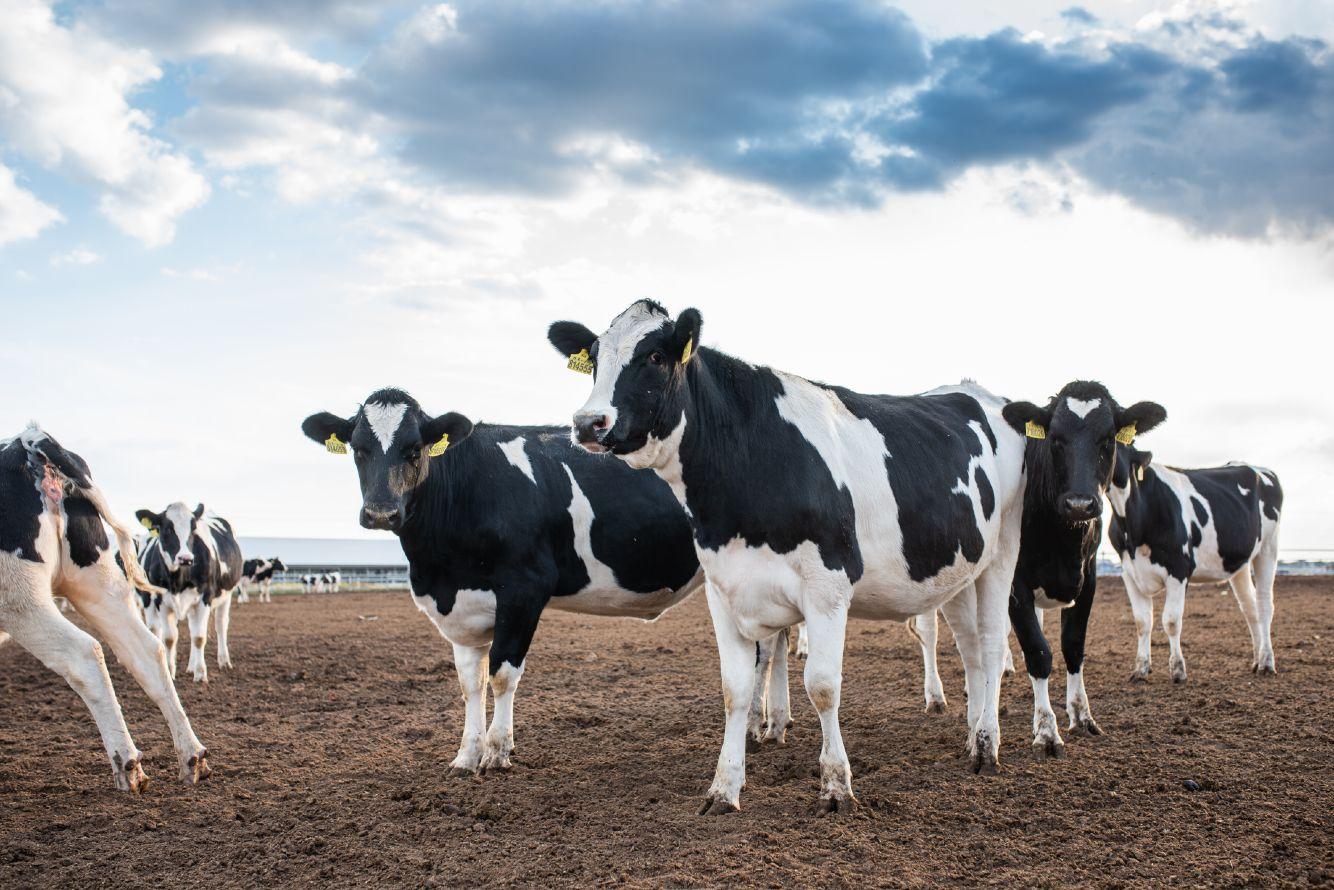 国内奶牛福利实操手册问世 蒙牛助推奶业高质量可持续发展