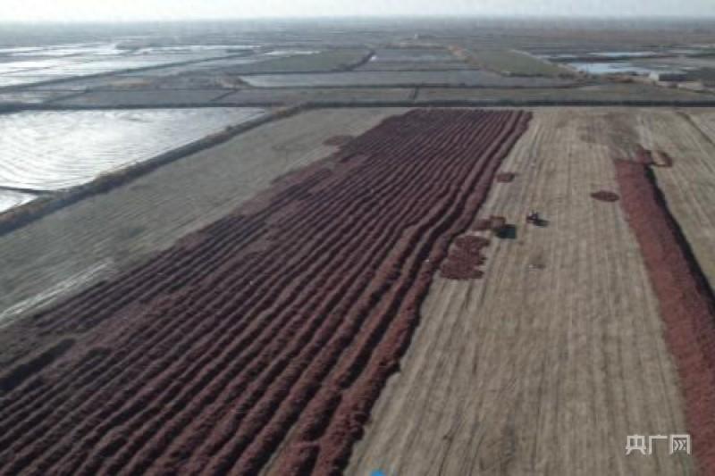 库尔勒：小辣椒“辣”动乡村“火红”经济