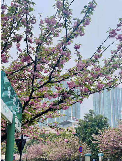 四川师范大学学生就业分享，入职联想弹性上班，年1.5万旅游补贴