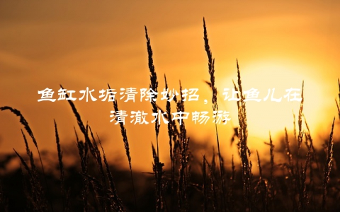 鱼缸水垢清除妙招，让鱼儿在清澈水中畅游