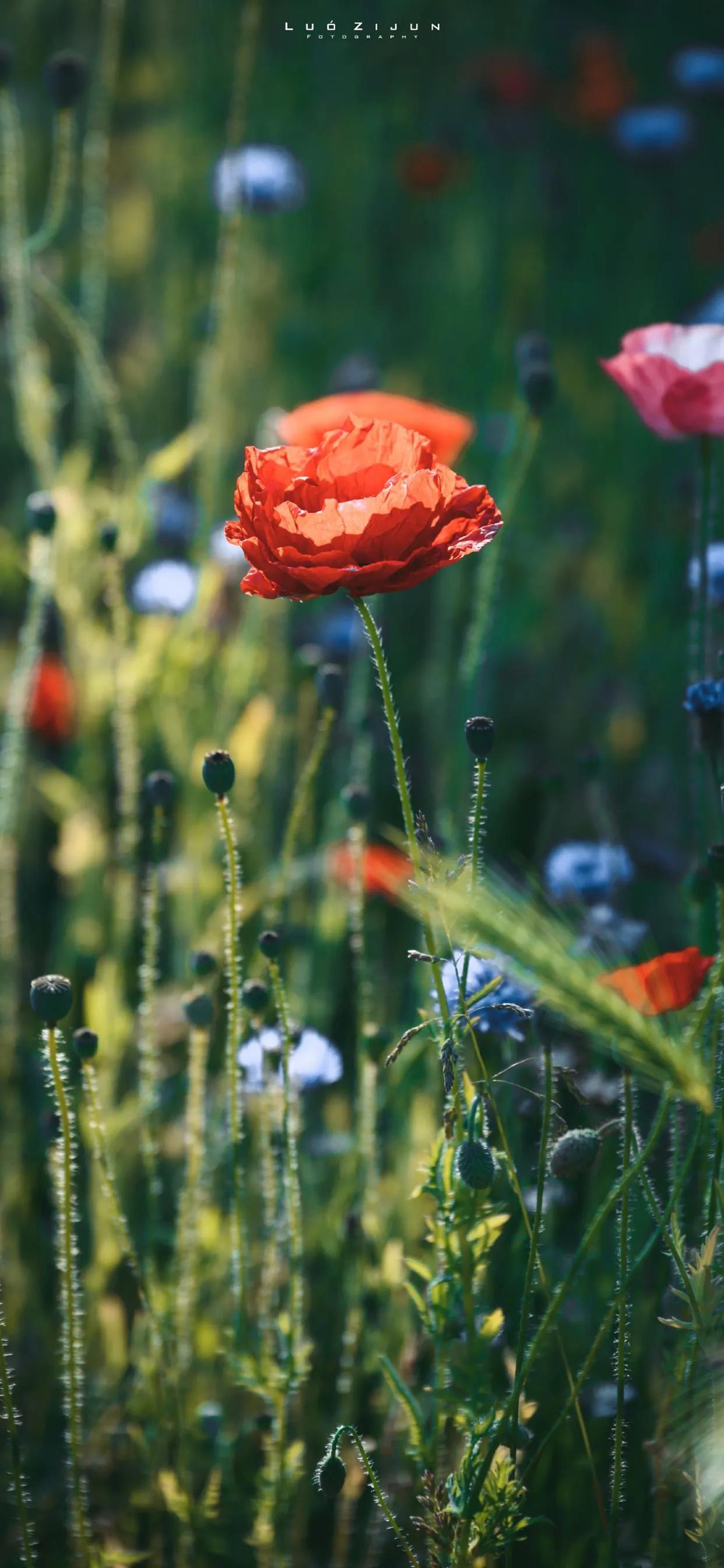 iPhone高清壁纸 | 好看养眼的手机壁纸