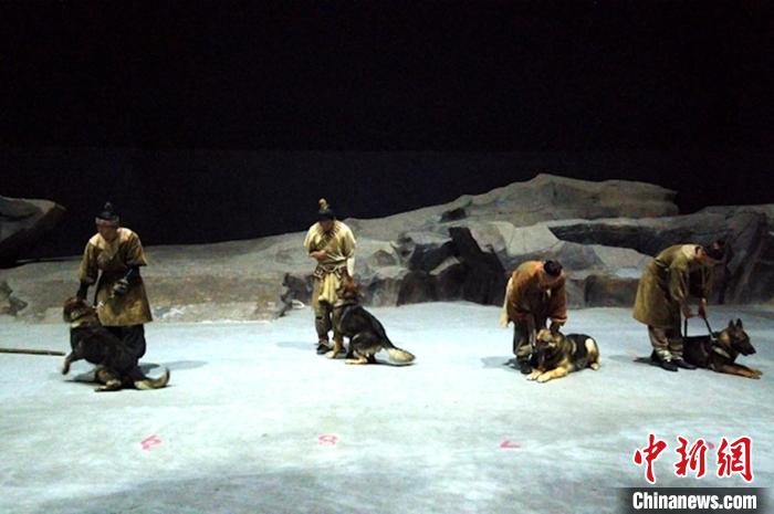 真狼出演实景剧《驼铃传奇》?官方调查系犬科类动物