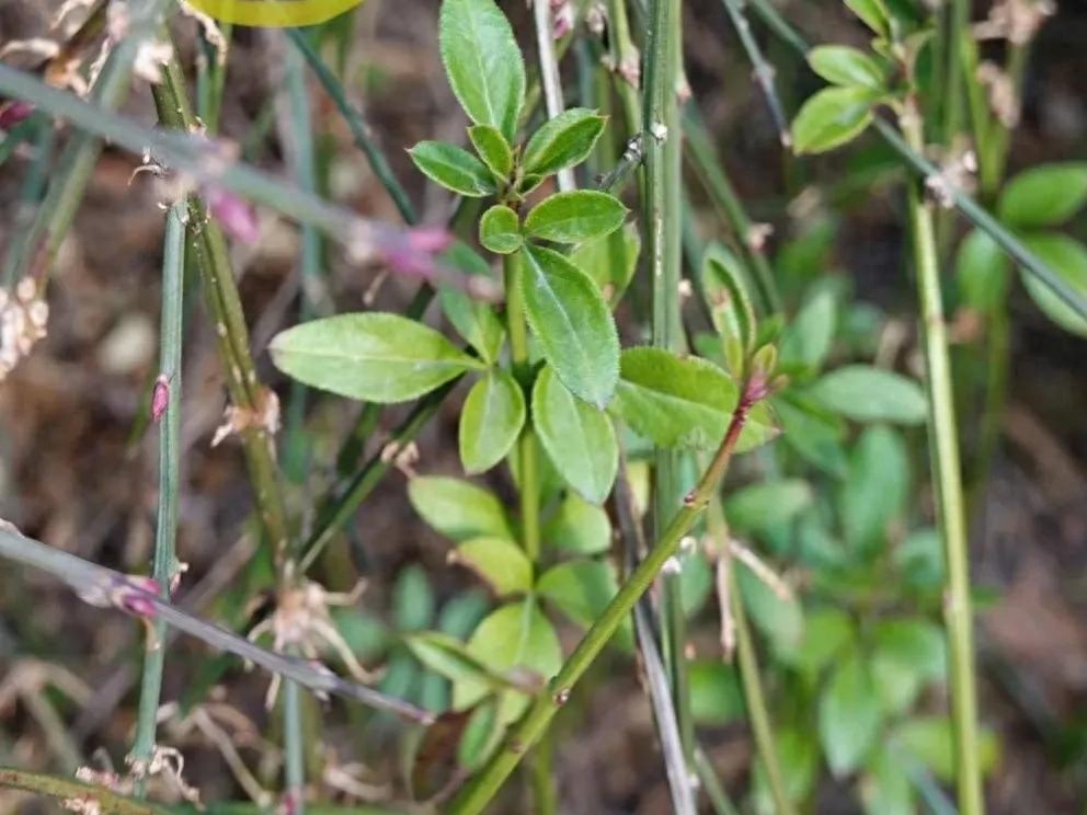怕麻烦是记忆单词最大障碍,大学英语四级词汇-103拆分记忆