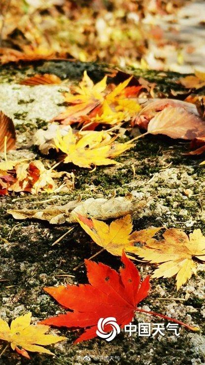 最美秋色手机壁纸来啦!快收藏