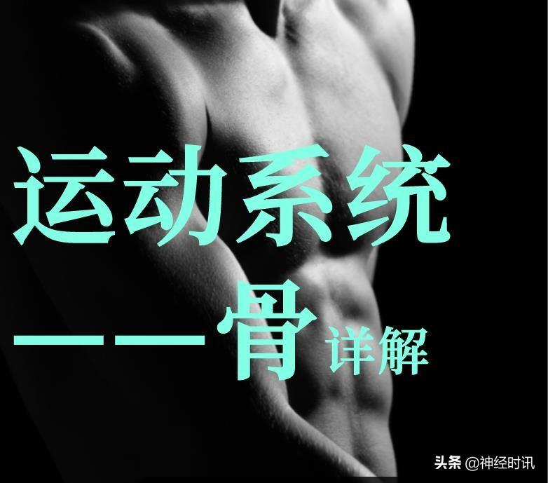 运动系统——骨详解