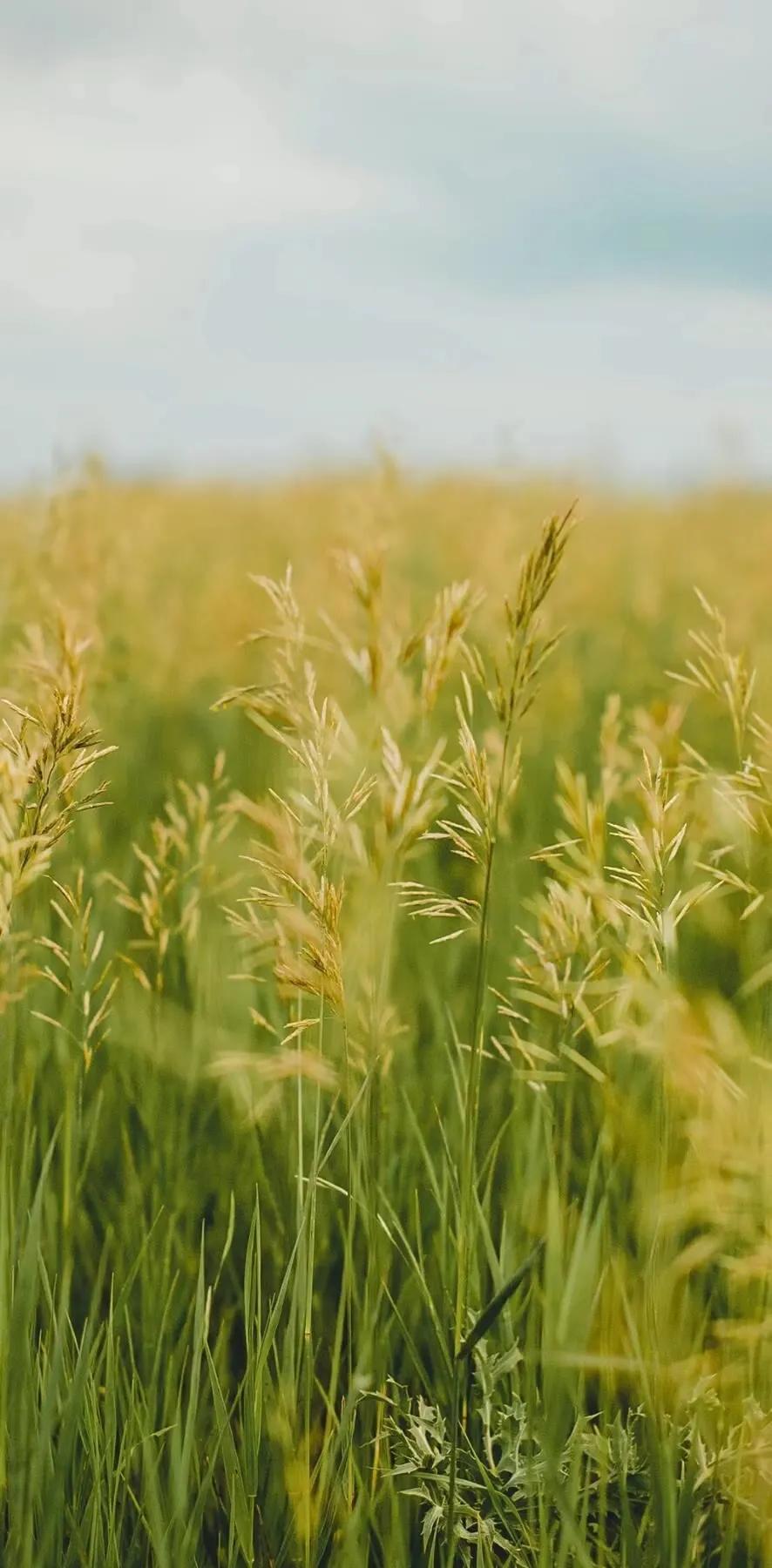 温柔治愈系壁纸 治愈系背景图