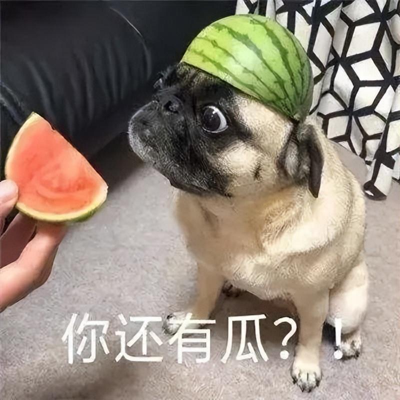又一搜索 App，停服...