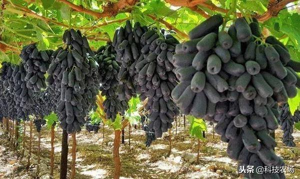 蓝宝石葡萄多少钱一斤？种植前景如何？（附种植技巧）
