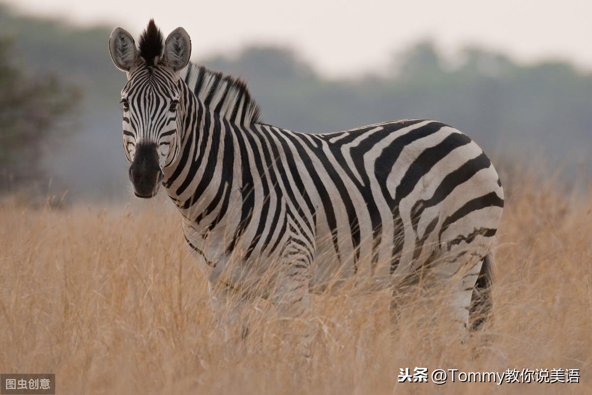 15秒记一个单词（第1531个）creature