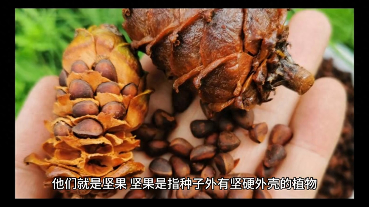 坚持吃坚果的好处+食用禁忌#每日吃坚果对人体的好处