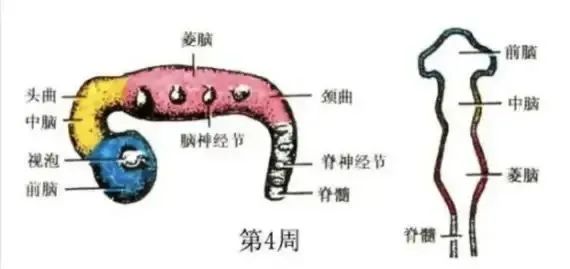 大脑为啥要删除3岁前的记忆？你小时候看见啥了？