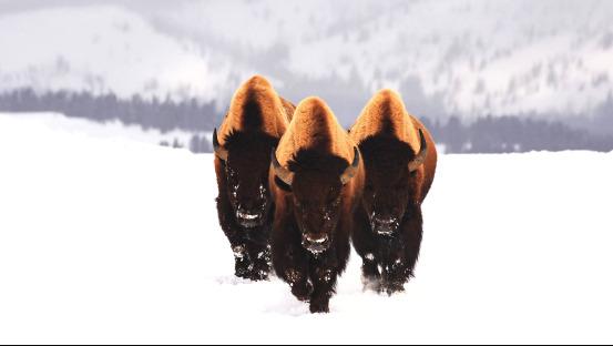 迅捷PDF虚拟打印机好用吗？