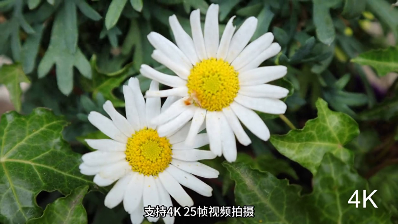 推荐四款适合学生使用的微单相机