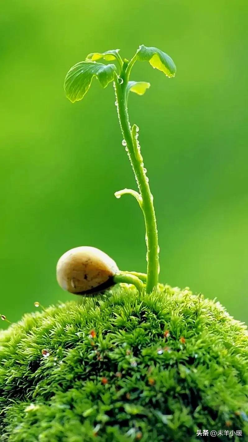 漂亮的手机壁纸大全来了，养眼养心一举两得，赶紧收藏起来吧