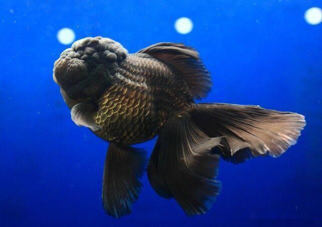 是不是纯黑色的观赏鱼，它们的饲养难度要比普通观赏鱼要大？