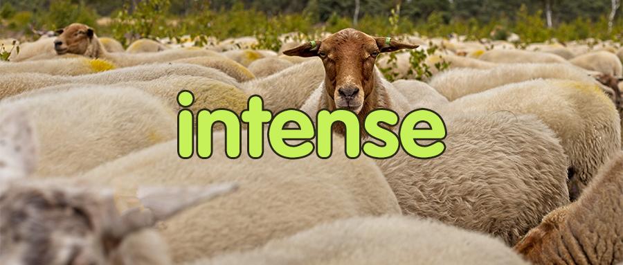 每日一词 | intense 详解