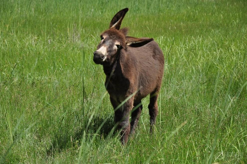 华为的内部论坛，心声社区，有人发了个“驴的故事”连载