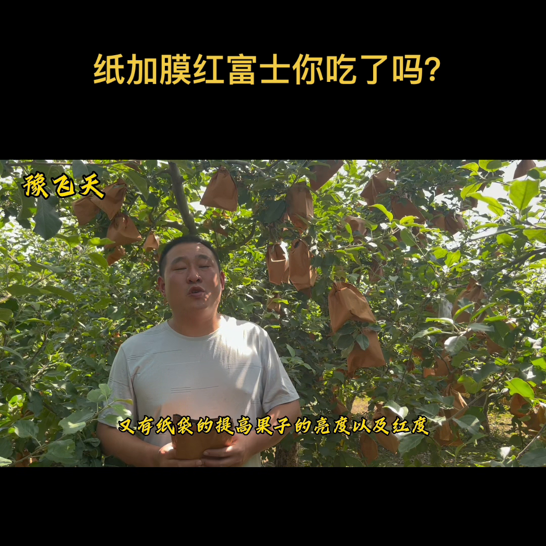 纸加膜苹果每年11月上旬大量上市 #优质农产品