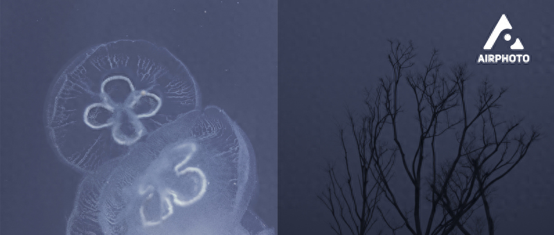 超火爆的「蓝调照片」,用VSCO就能一键搞定