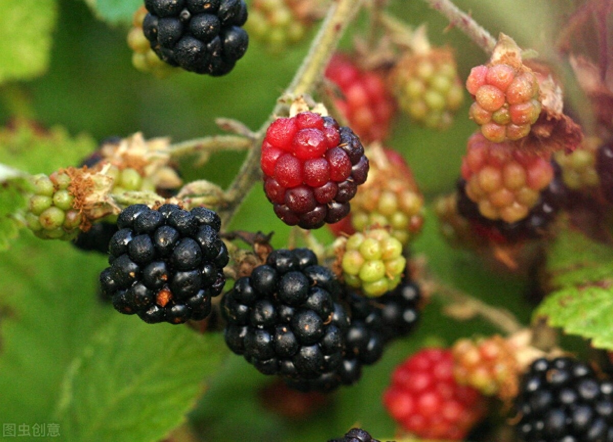 营养丰富的黑莓