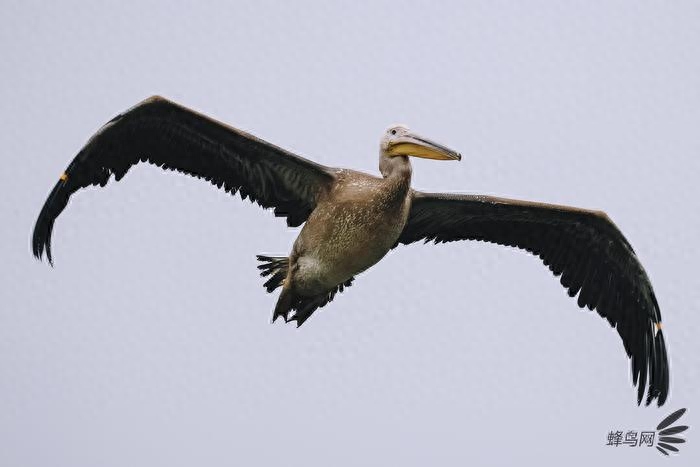 强力运动健将 佳能EOS 1DX Mark III度解读